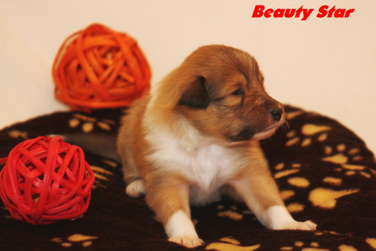 Beauty Star Beauty Star