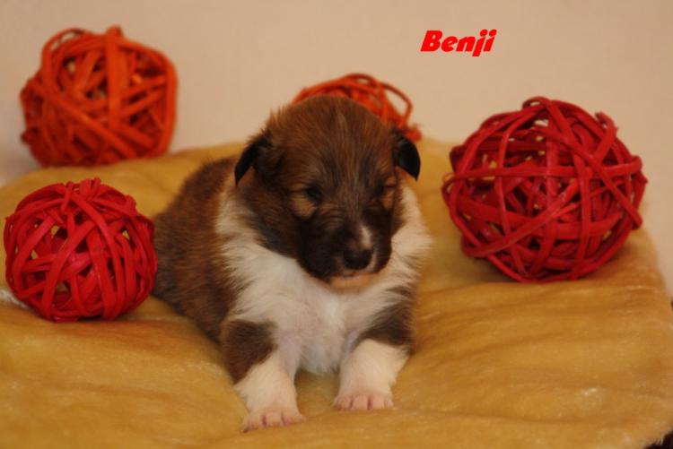 09-03-12Benji 1 09-03-12Benji 1