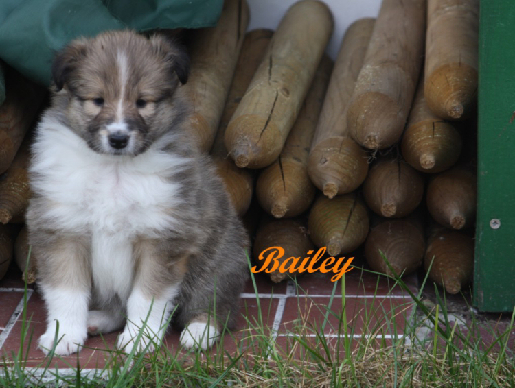 Bailey Bailey