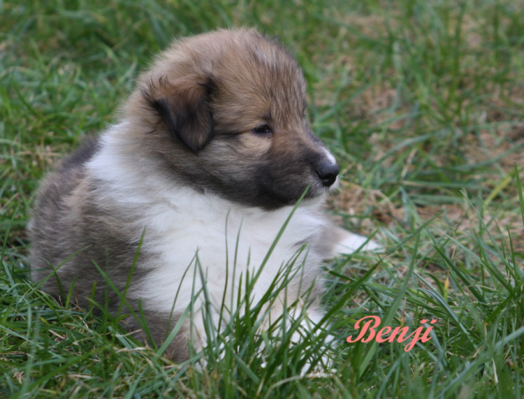 Benji Benji