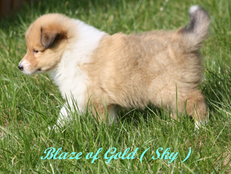 Blaze of Gold (Sky) Blaze of Gold (Sky)