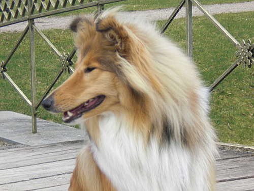 Angel (Molly), 03.04.2012