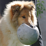 Benji vom Himmelsschloss, 5 Monate alt. Benji vom Himmelsschloss, 5 Monate alt.