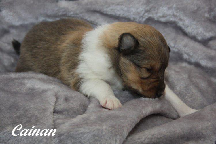 Cainan_10-01-13 Cainan_10-01-13