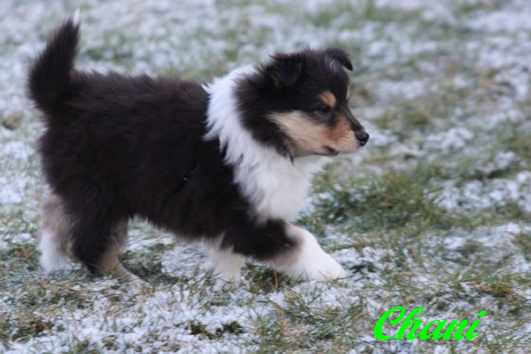 Chani, 6.5 Wochen alt Chani, 6.5 Wochen alt