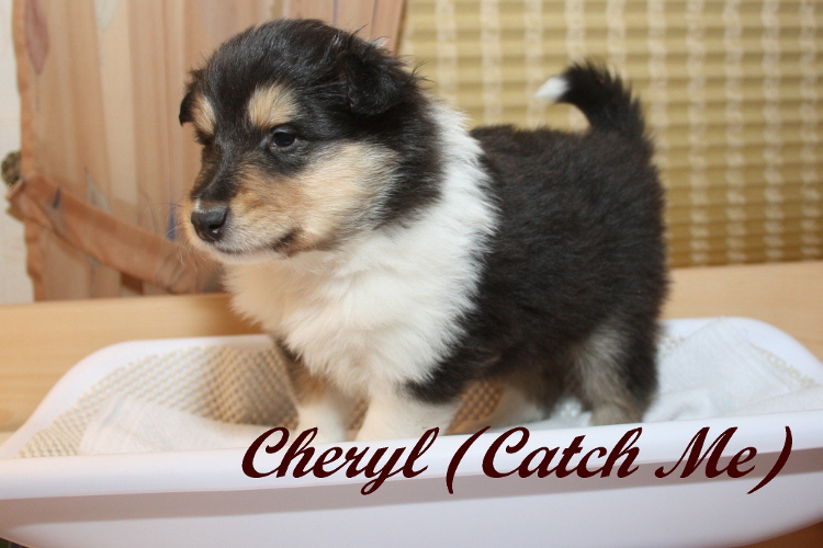 Cheryl Cheryl