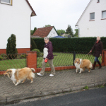 Collietreffen 05.05.2012