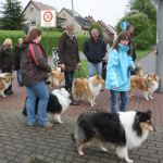 Collietreffen 05.05.2012