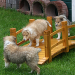 Collietreffen 05.05.2012