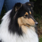 Collietreffen 05.05.2012