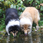 Collietreffen1_5572s
