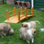 Collietreffen1_5599s