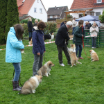 Collietreffen 05.05.2012