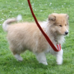 Collietreffen 05.05.2012