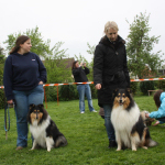 Collietreffen 05.05.2012