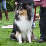 Collietreffen 05.05.2012