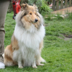Collietreffen 05.05.2012
