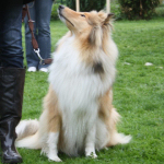 Collietreffen 05.05.2012