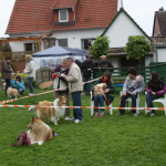 Collietreffen 05.05.2012