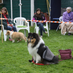 Collietreffen 05.05.2012