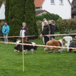 Collietreffen 05.05.2012