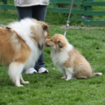 Collietreffen 05.05.2012