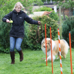 Collietreffen 05.05.2012