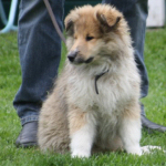 Collietreffen 05.05.2012