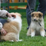 Collietreffen 05.05.2012