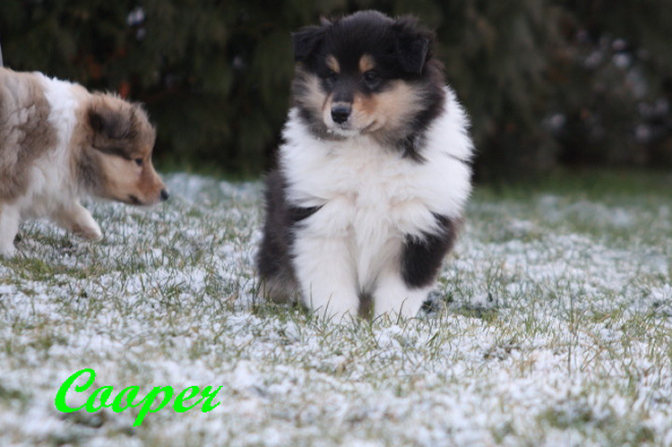 Cooper, 6.5 Wochen alt Cooper, 6.5 Wochen alt