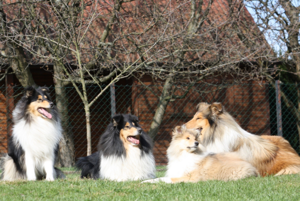 DerCollie01