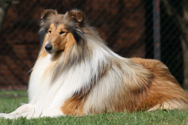 DerCollie02