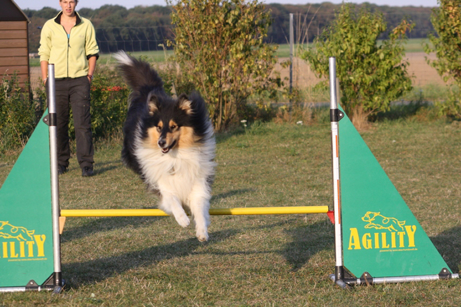Connor beim Agility