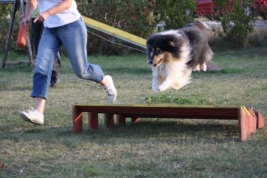 Connor beim Agility