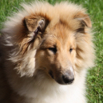 Benji vom Himmelsschloss, 5 Monate alt. Benji vom Himmelsschloss, 5 Monate alt.