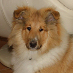 Benji vom Himmelsschloss, 5 Monate alt. Benji vom Himmelsschloss, 5 Monate alt.