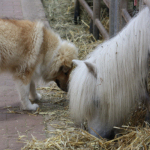 Benji vom Himmelsschloss, 5 Monate alt. Benji vom Himmelsschloss, 5 Monate alt.