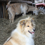 Benji vom Himmelsschloss, 5 Monate alt. Benji vom Himmelsschloss, 5 Monate alt.