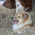 Benji vom Himmelsschloss, 5 Monate alt. Benji vom Himmelsschloss, 5 Monate alt.