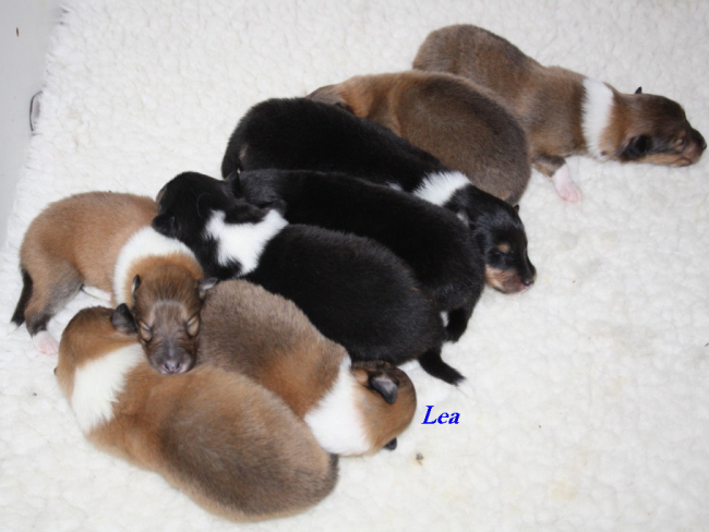 Lea_4514 Lea_4514