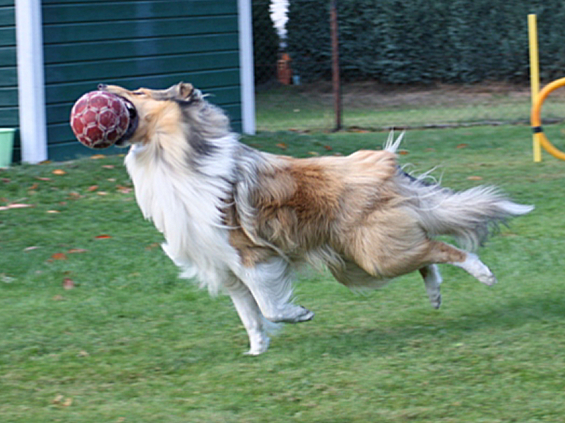 Hab den Ball!