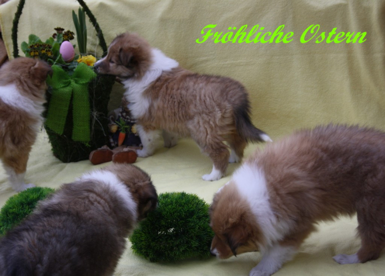 Ostergrüße Ostergrüße