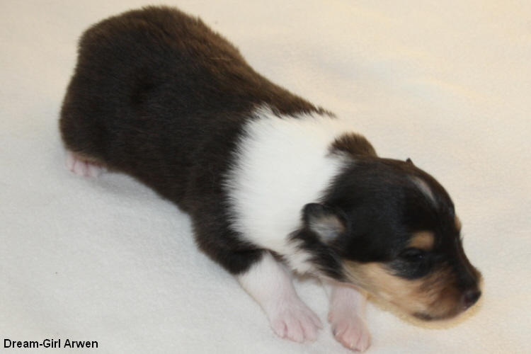 14-06-11 Arwen 14-06-11 Arwen