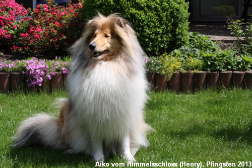 Aiko vom Himmelsschloss (Henry); Pfingsten 2013