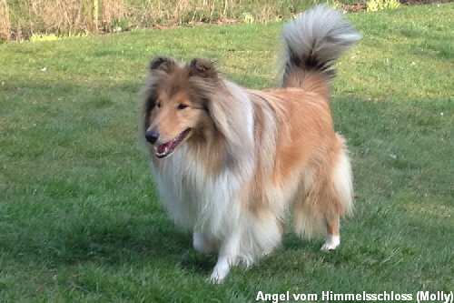 Angel vom Himmelsschloss (Molly)