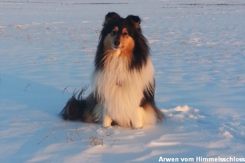 Arwen  vom Himmelsschloss