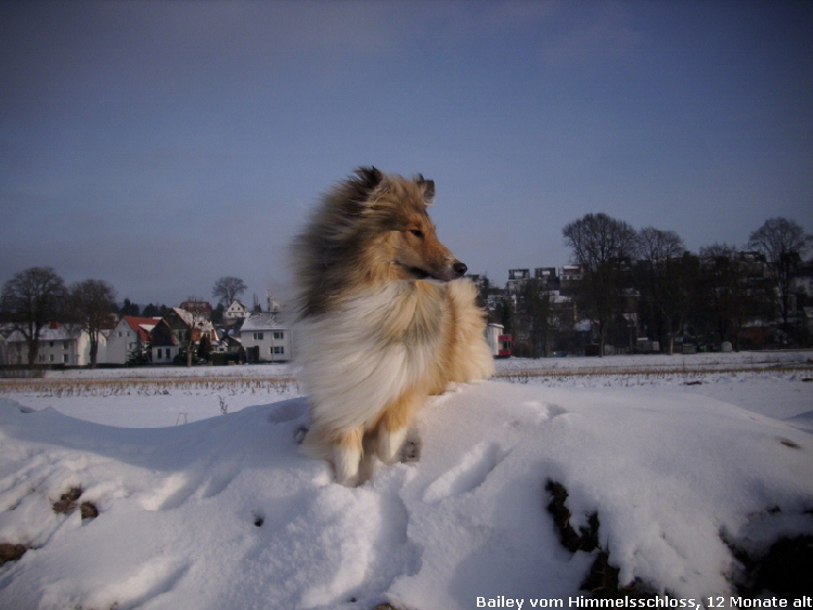 Bailey vom Himmelsschloss, 12 Monate alt