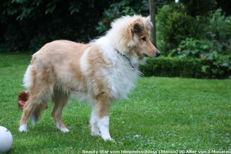 Beauty Star (Bianca) im Alter von 5 Monaten.