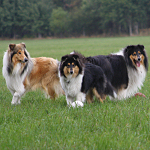 Mexx, Cecile und Connor Mexx, Cecile und Connor